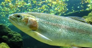 Steelhead in Erie Pa. - Fishing Gear and Techniques